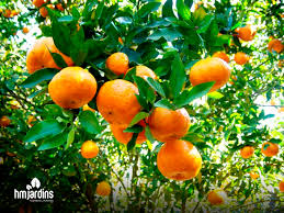 plantação laranja.jpg