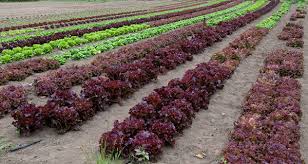 plantação roxa.jpg